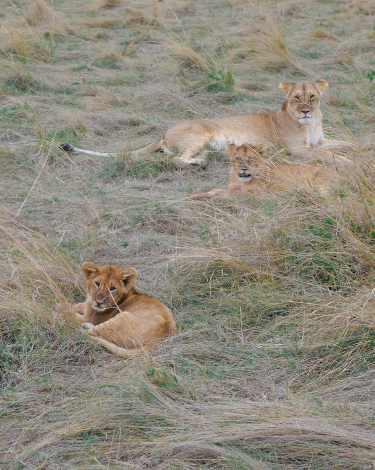 Baby lions in Masai Mara National Park Kenya