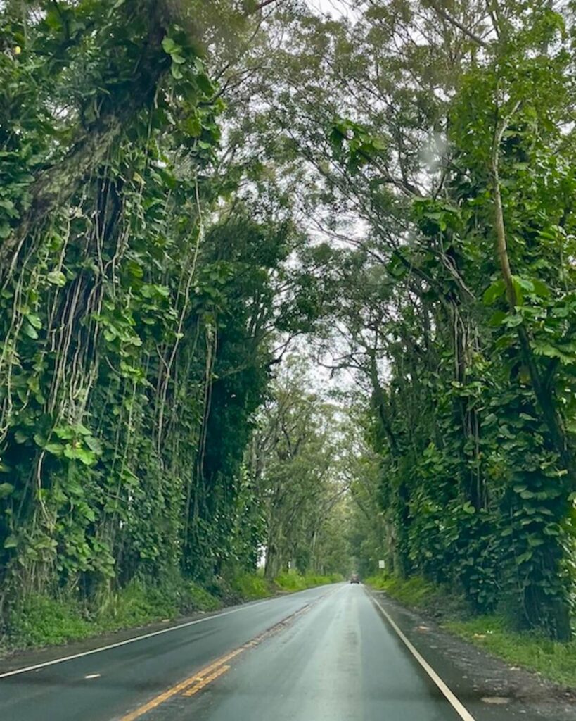 Tree Tunnel - driving around Kauai in the rain