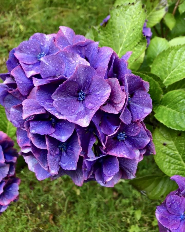 Purple flowers at Dunvegan Gardens Isle of Skye Scotland