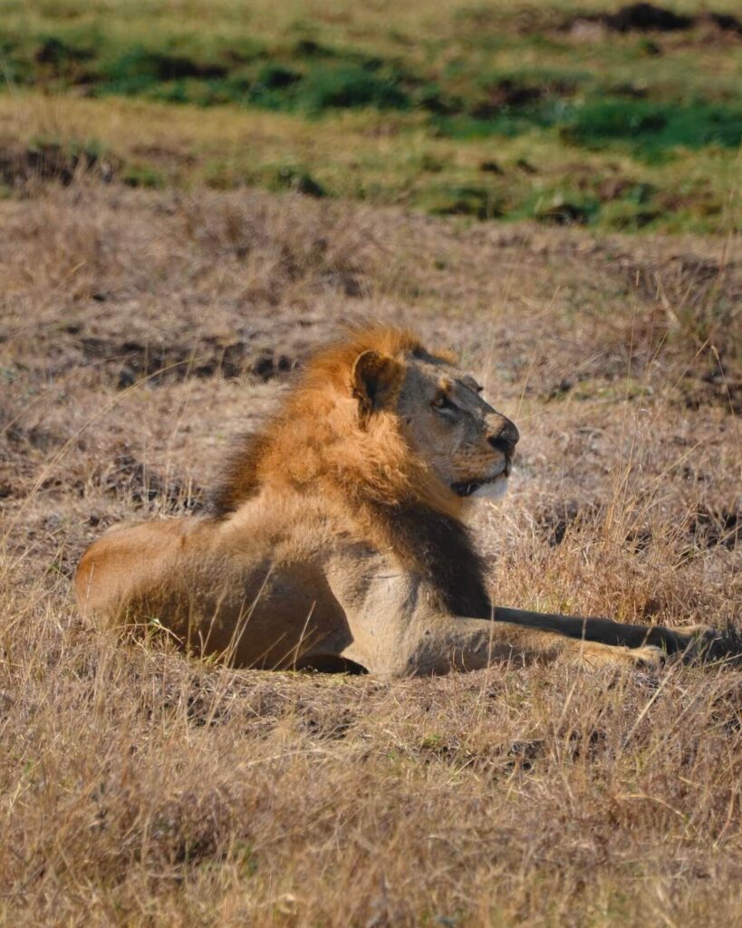 Lion lying down in the grass in Nairobi National Park