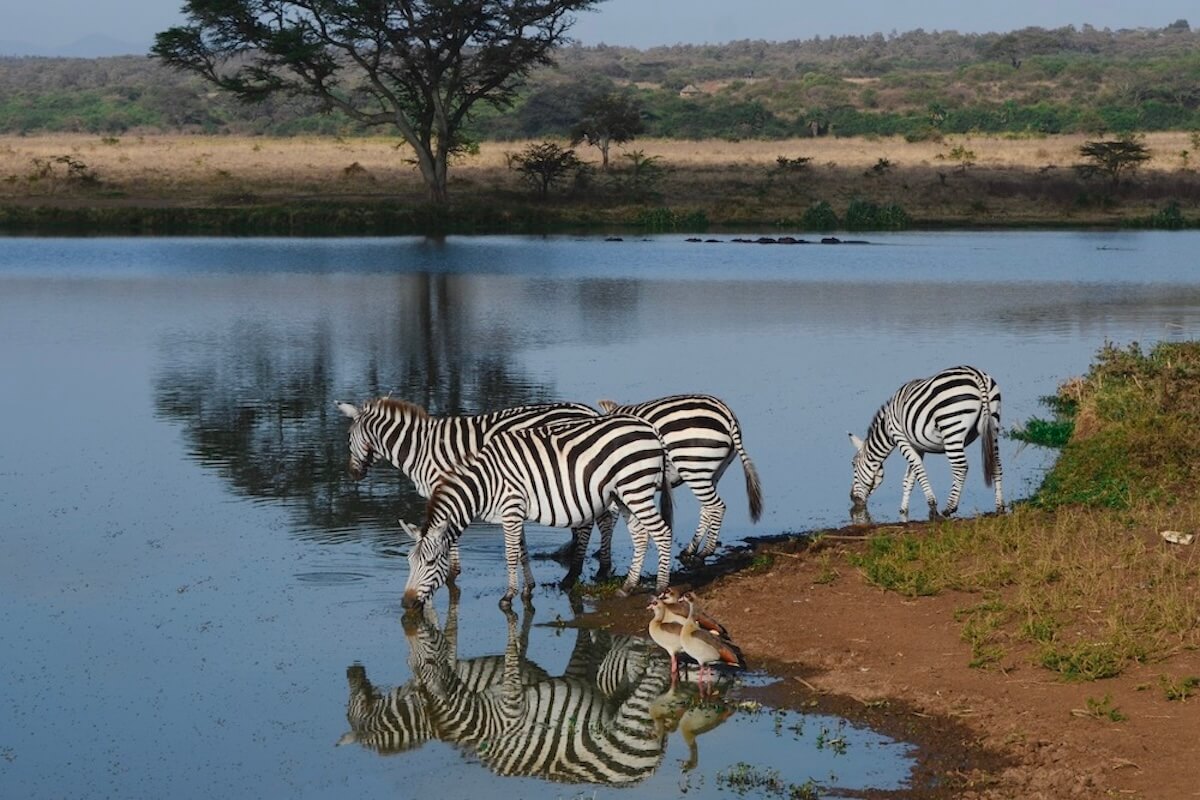 Nairobi National Park with Zebras feeding on the edge of a lake