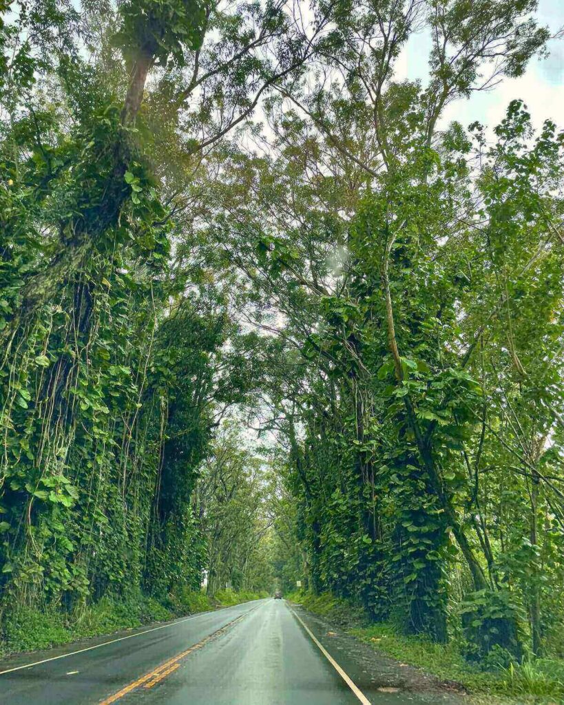Tree Tunnel in Poipu - driving around Kauai in the rain
