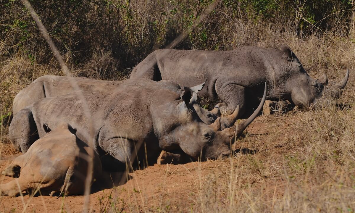 3 big Rhinos and one baby lying on floor in Nairobi National Park