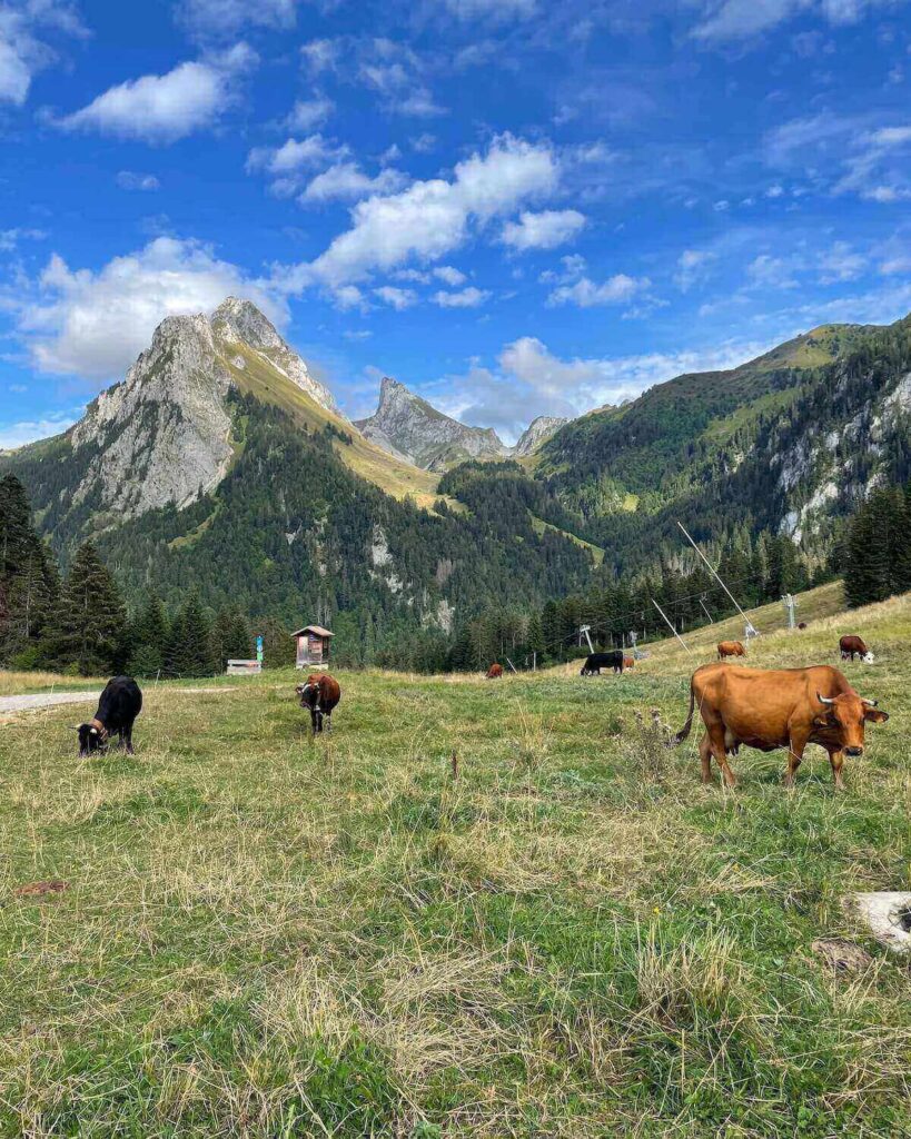 Cows grazing on grass in front of Dent D'Oche mountain in Bernex