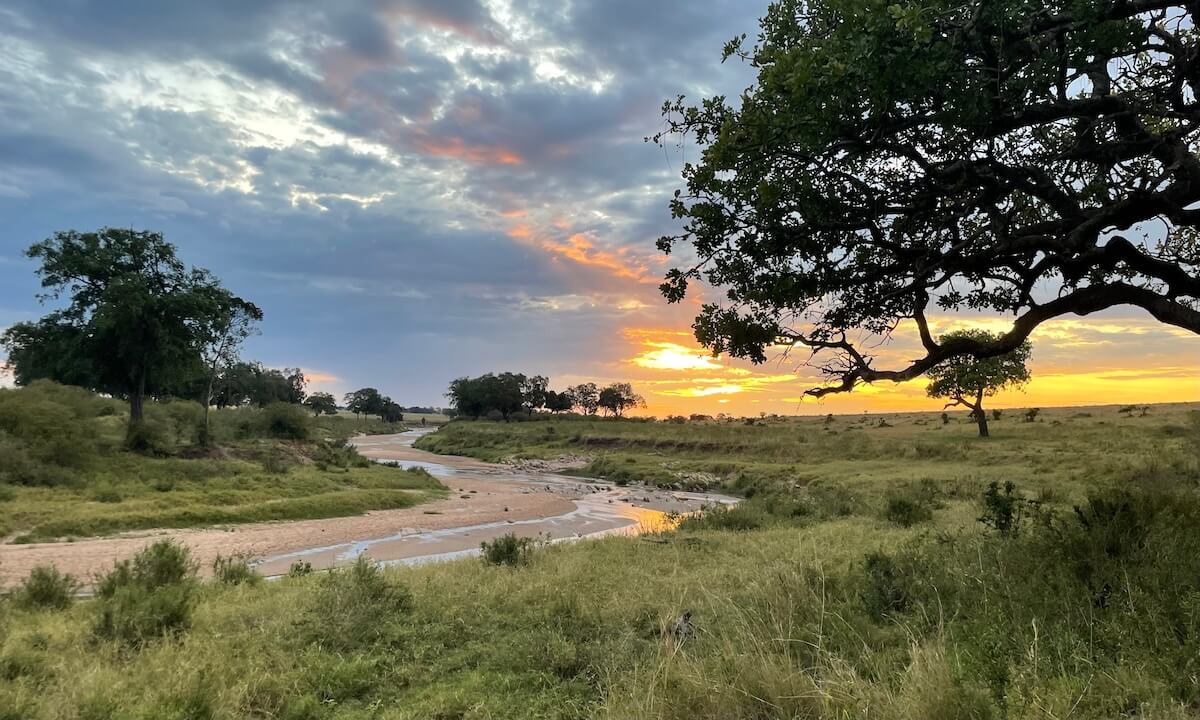 Sunset over river in Masai Mara with lush grass around the dry river bed