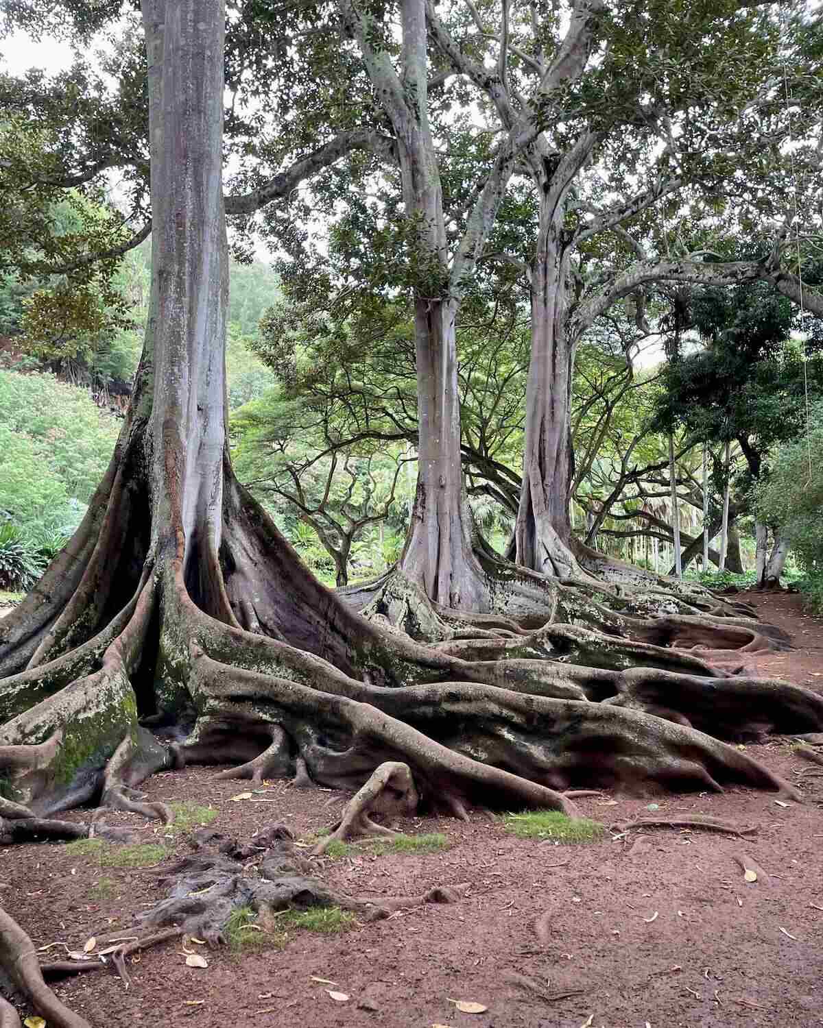 3 Moreton Bay fig trees in a a row in the forest at Allerton Gardens in Kauai