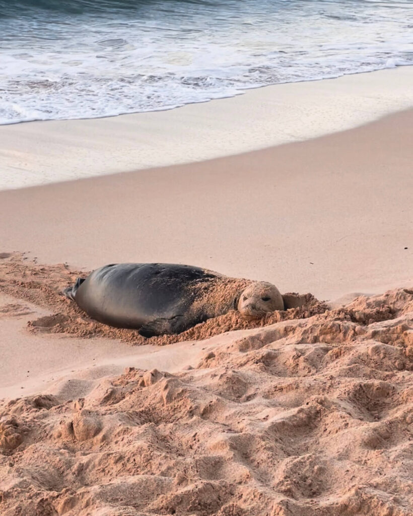 Monk seal half covered in sand on edge of water at Poipu Beach in Kauai