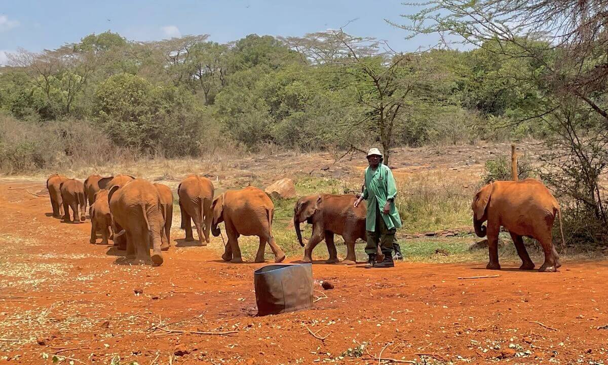 Big herd of Elephants walking away with a keeper - Sheldrick Elephant Orphanage
