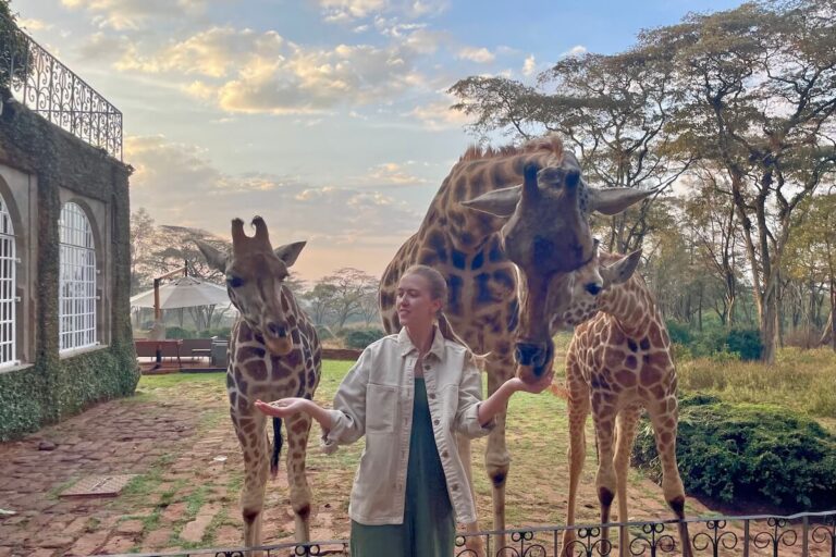 Samantha feeding 3 giraffes out of her palm while staying at Giraffe Manor