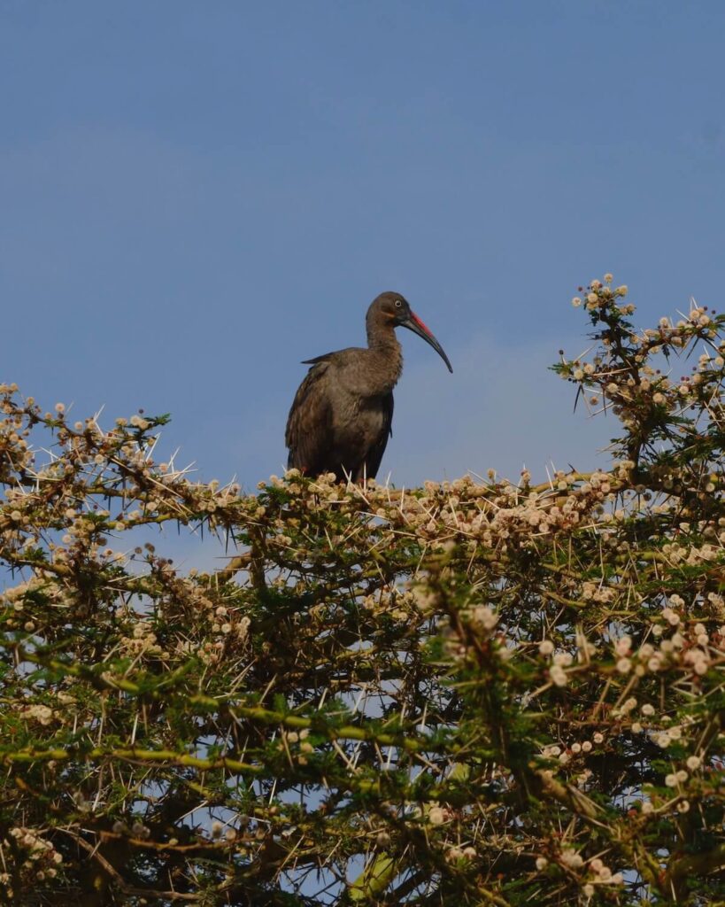 Vulture standing on top of spikey tree with blue sky in Nairobi National Park