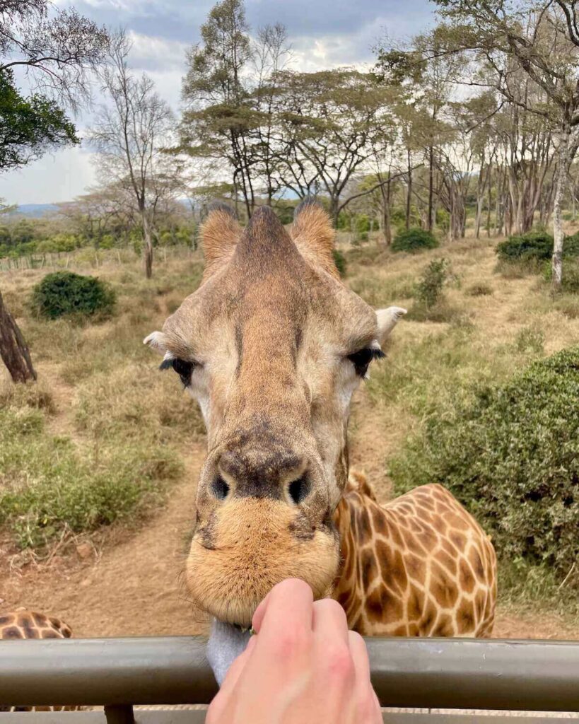 Hand feeding giraffe at the giraffe centre in Nairobi with forest background