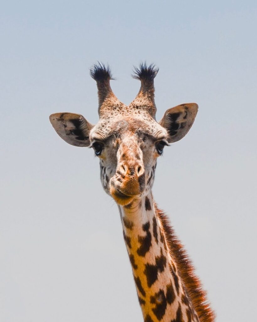 Giraffe chewing with close up of the head and neck in Nairobi National Park Kenya