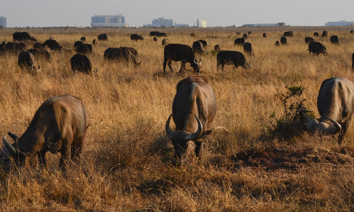 Large group of Buffalos grazing on Nairobi National Park tour with buildings in far distance