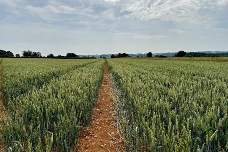 Corn fields near to Stow-on-the-Wold - one of the best places to visit in the Cotswolds