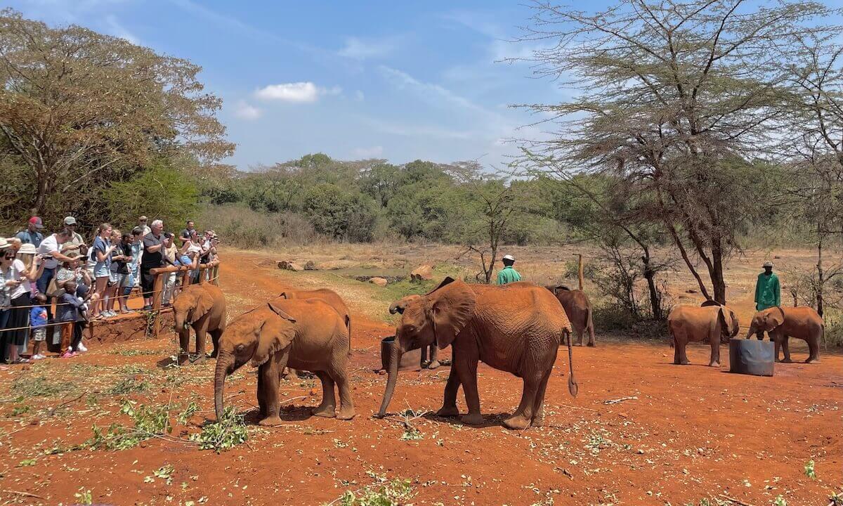 Sheldrick Elephant Orphanage people watching the public hour with 7 elephants standing around