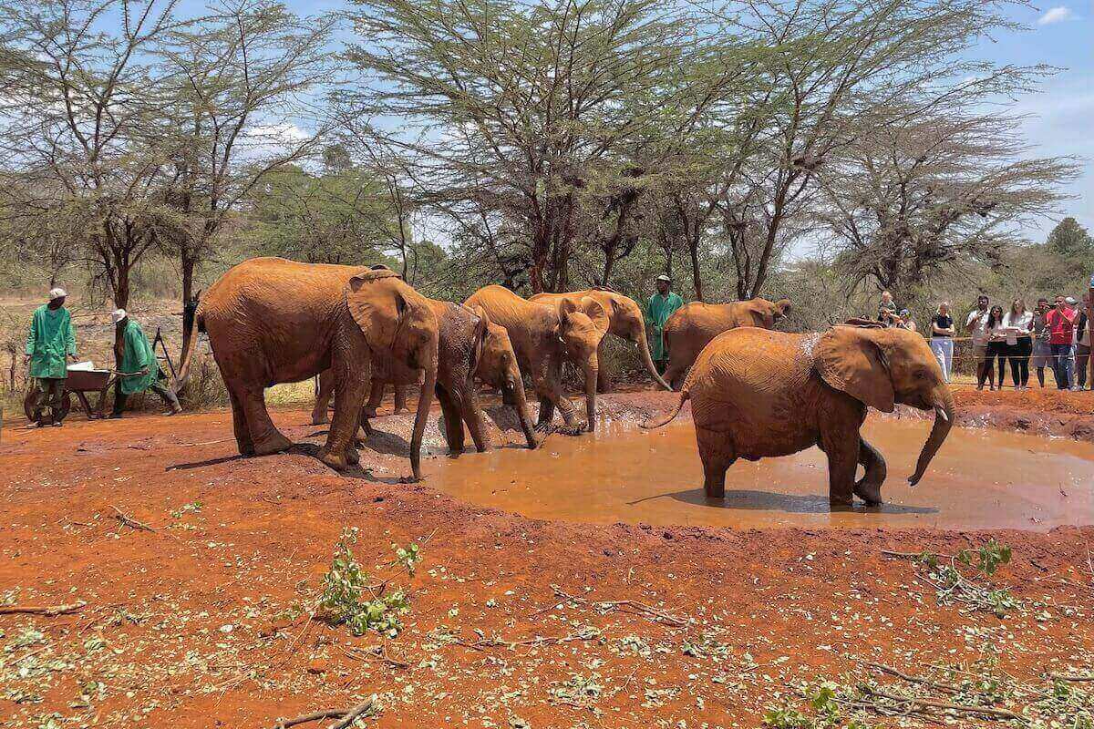 6 Elephants playing in mud bath at Sheldrick Elephant Orphanage with crowd watching around rope