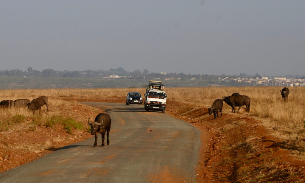 Safari vehicle driving along road with Buffalo on either side and buildings in background