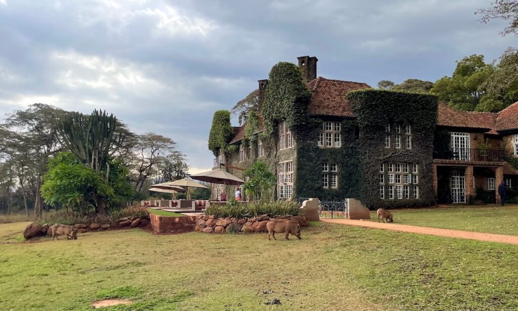 Warthogs grazing on the grass surrounding Giraffe Manor - a brick building covered in vines