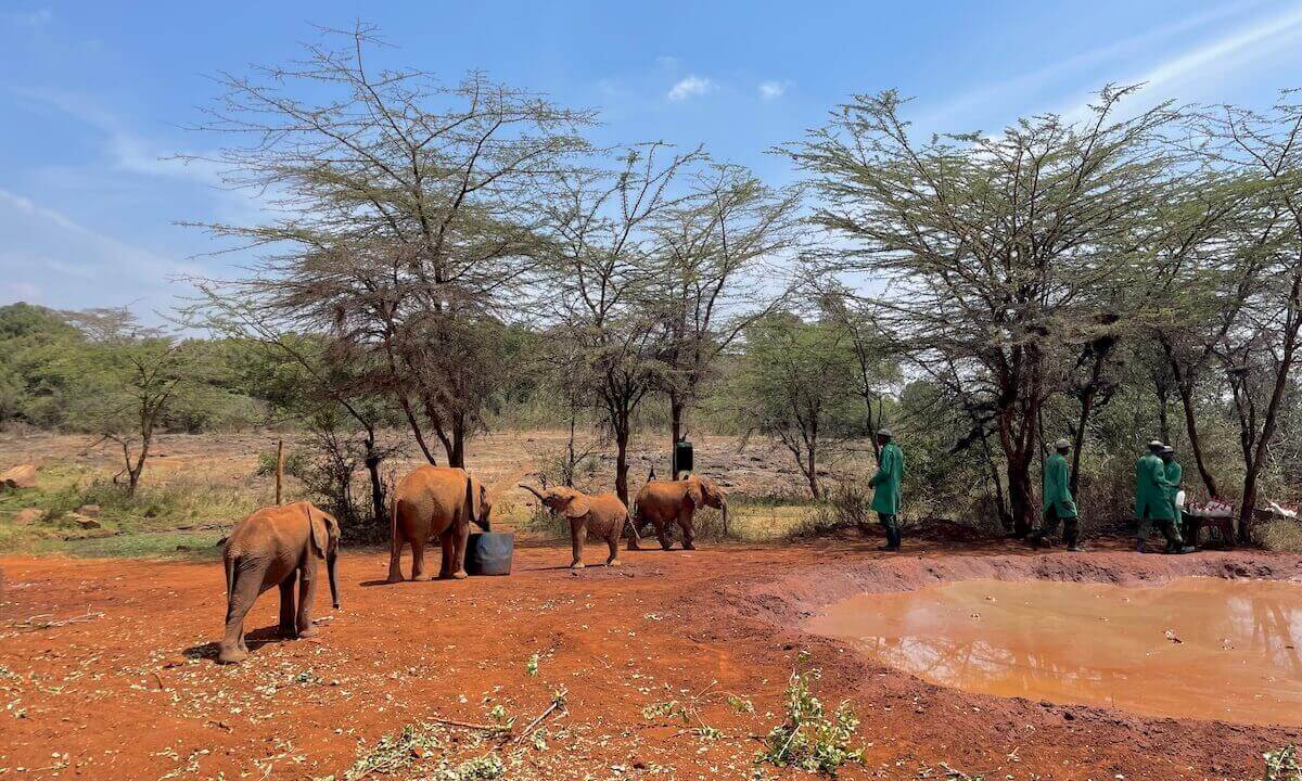 4 Elephants playing at Sheldrick Wildlife Trust with 4 keepers in green coat around a watering hole