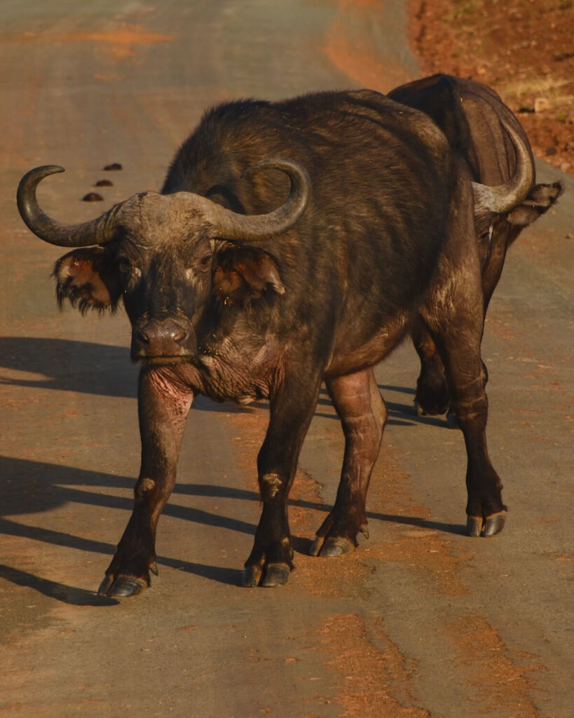 Buffalo walking along road in Nairobi National Park with another buffalo slightly shown behind