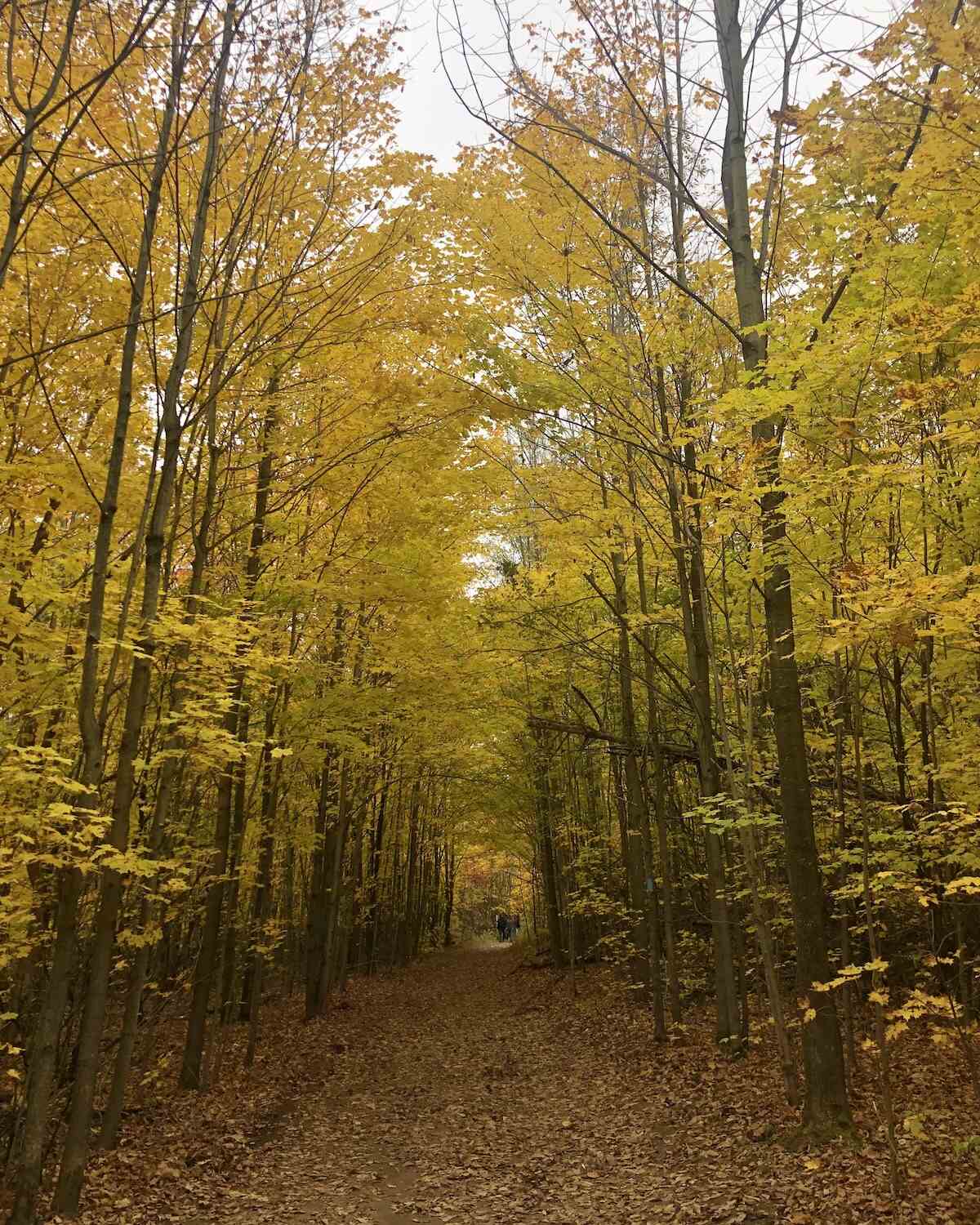 Bright yellow and green trees lining a leaf covered path in Mono Cliffs Provincial Park on cloudy day