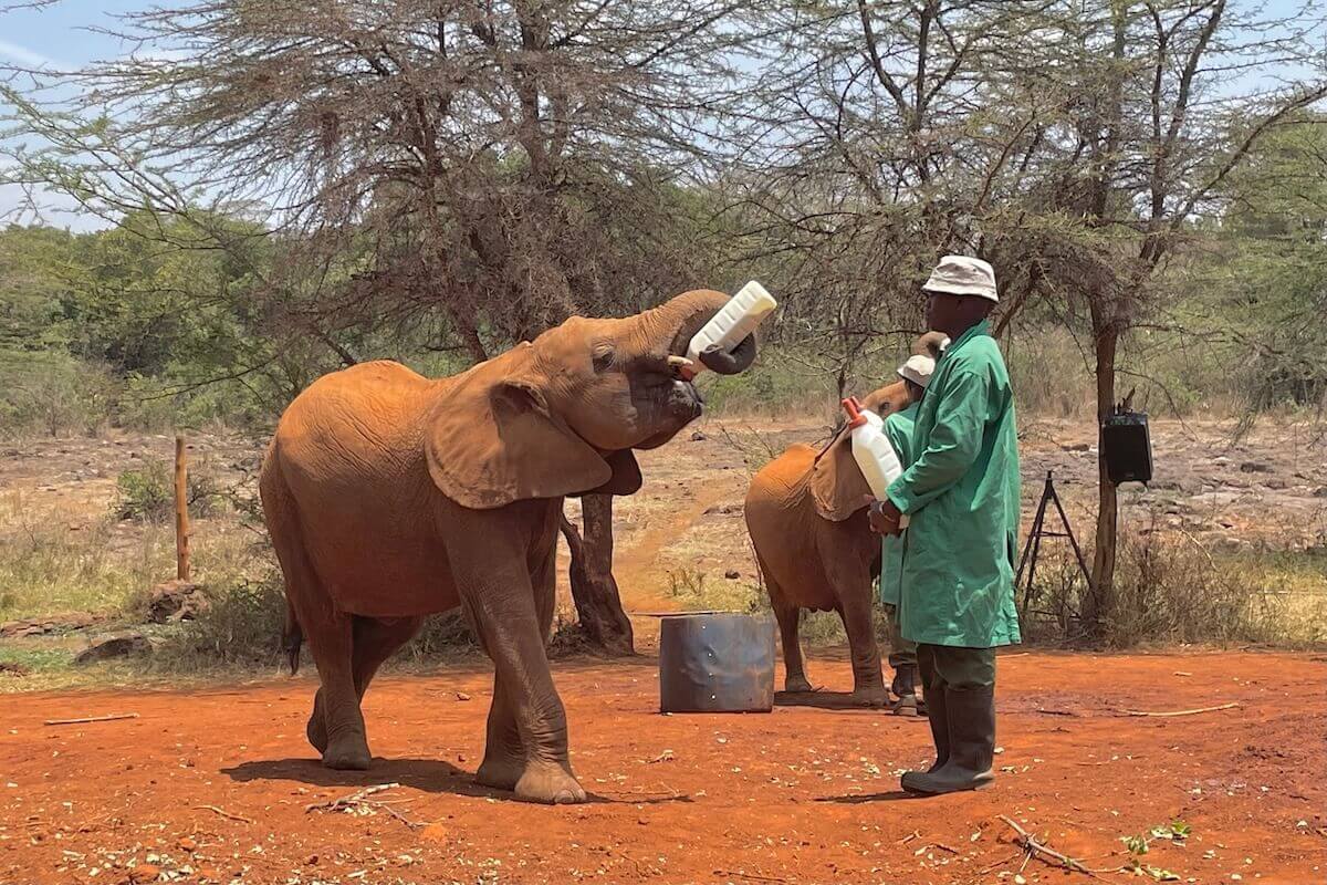 Sheldrick Elephant Orphanage - elephant feeding itself bottle with keeper wearing green coat next to it