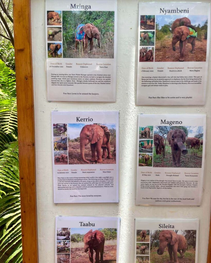 Orphan elephants to be adopted on sign with picture and description at Sheldrick Wildlife Trust