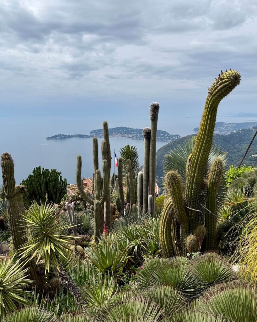 Eze botanical garden with tall cactus growing on hillside and view of sea on a partly cloudy day