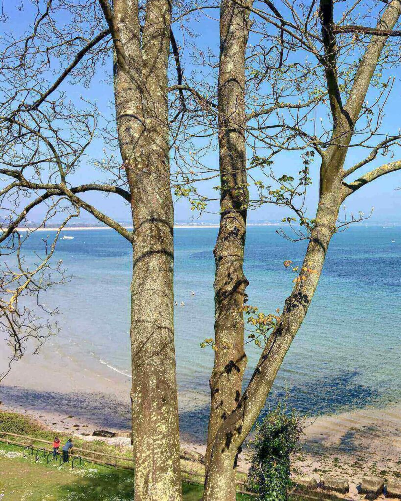 Large tree in front of Studland Bay with people leaning on fence on grass near to beach in Swanage