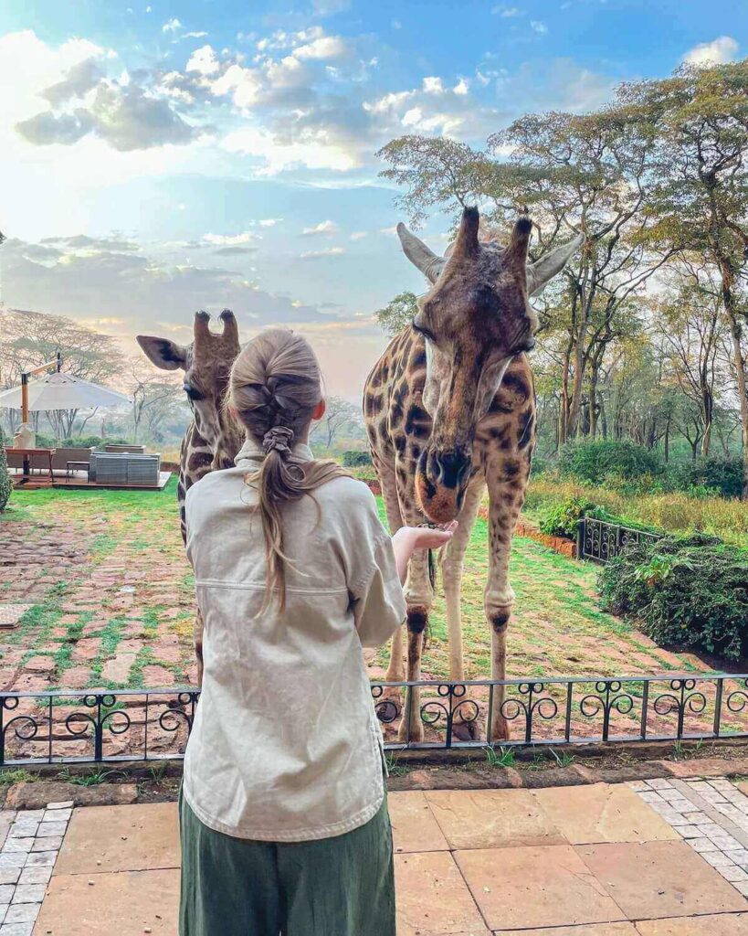 The back of Samantha's head feeding 2 giraffes by hand with sunrise colours in the sky and tall trees
