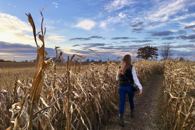Samantha walking through corn field at sunset with vibrant blue and purple sky on Wolfe Island in Ontario