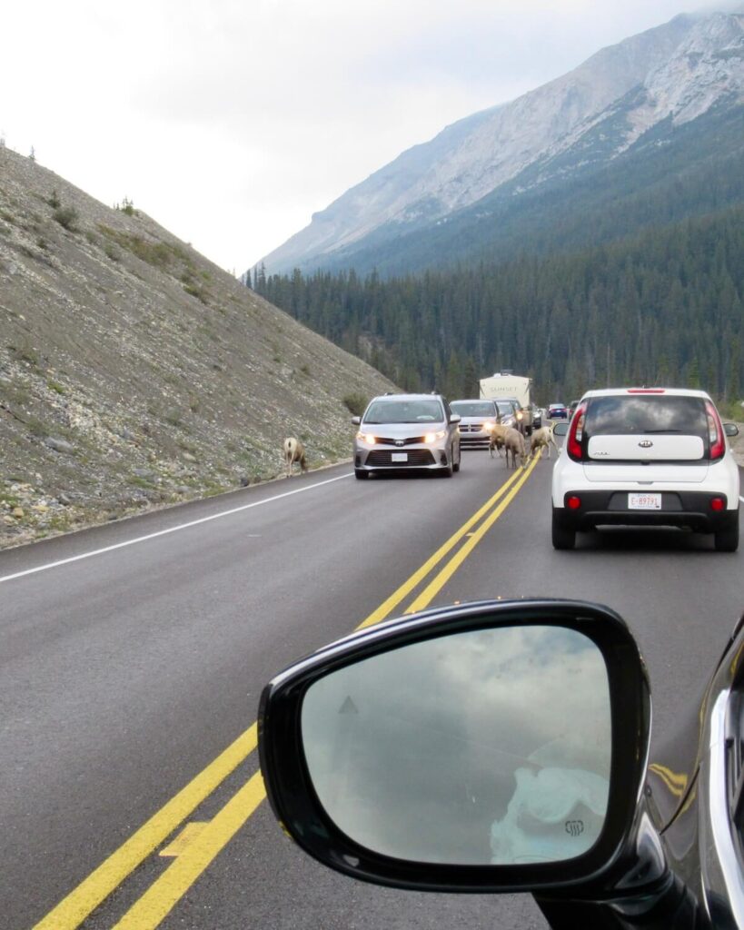 Cars driving road in Alberta with goat in the middle of the road, mountain range and grey sky as back drop