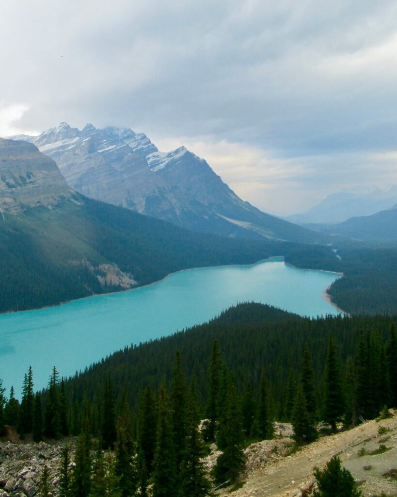 Peyto Lake - blue/green lake shaped like wolf lined by pine trees and snow-topped mountain range and cloudy sky