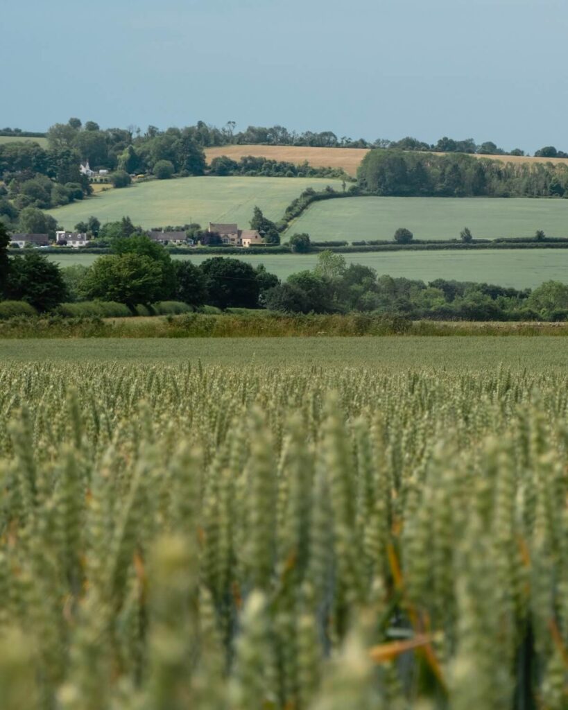 Up-close of corn fields with rolling hills and small houses on hill near to Bourton on the water in Cotswolds