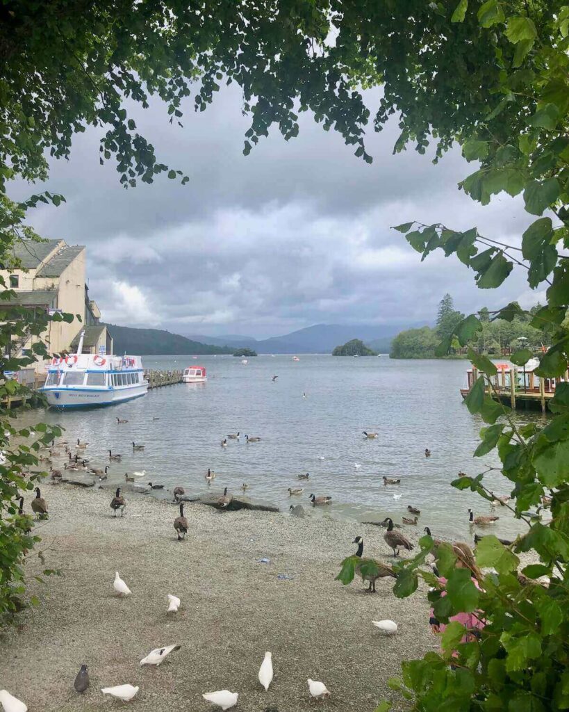 Bird and geese on shingle beach, with boats on lake at Lake Windermere with vines framing the shot and grey sky