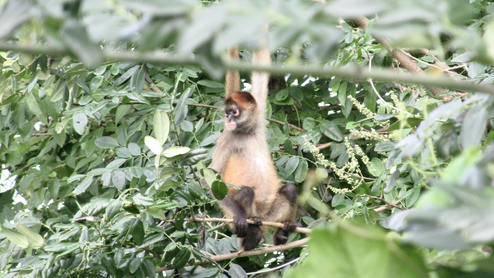 Monkey at Buena Vista, Guanacaste