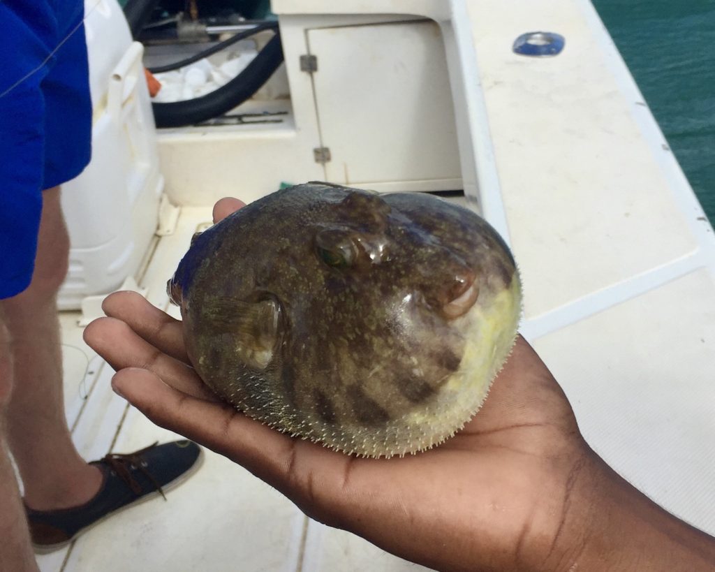 Pufferfish caught during fishing trip in Guanacaste