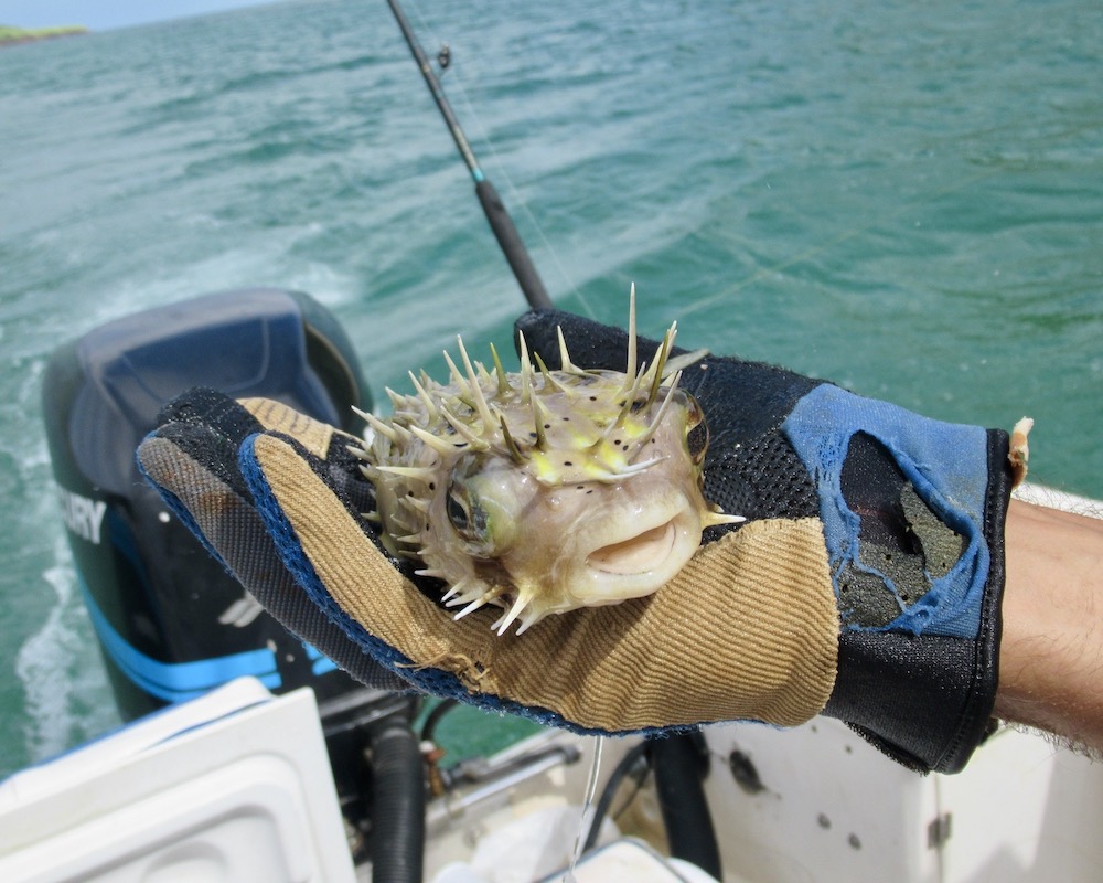 Pufferfish caught during fishing trip in Guanacaste