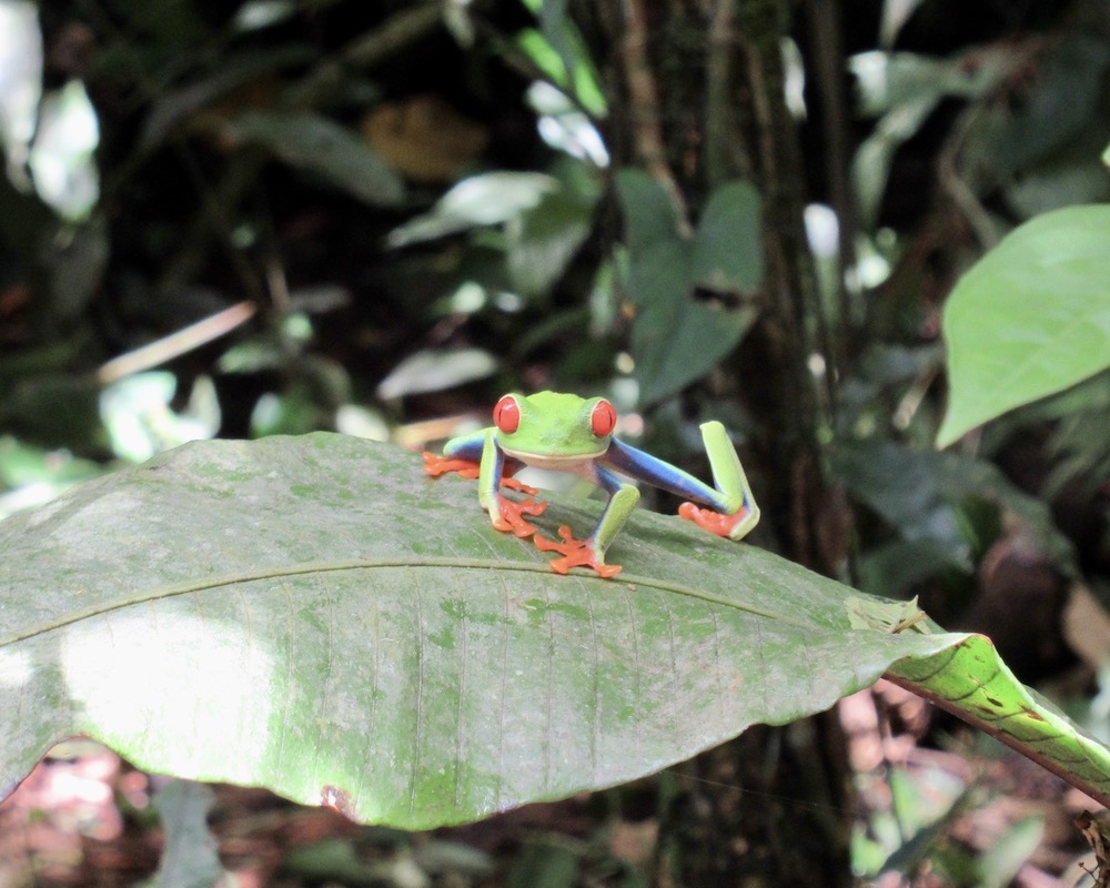 Red-eyed tree frog at Finca Verde Lodge