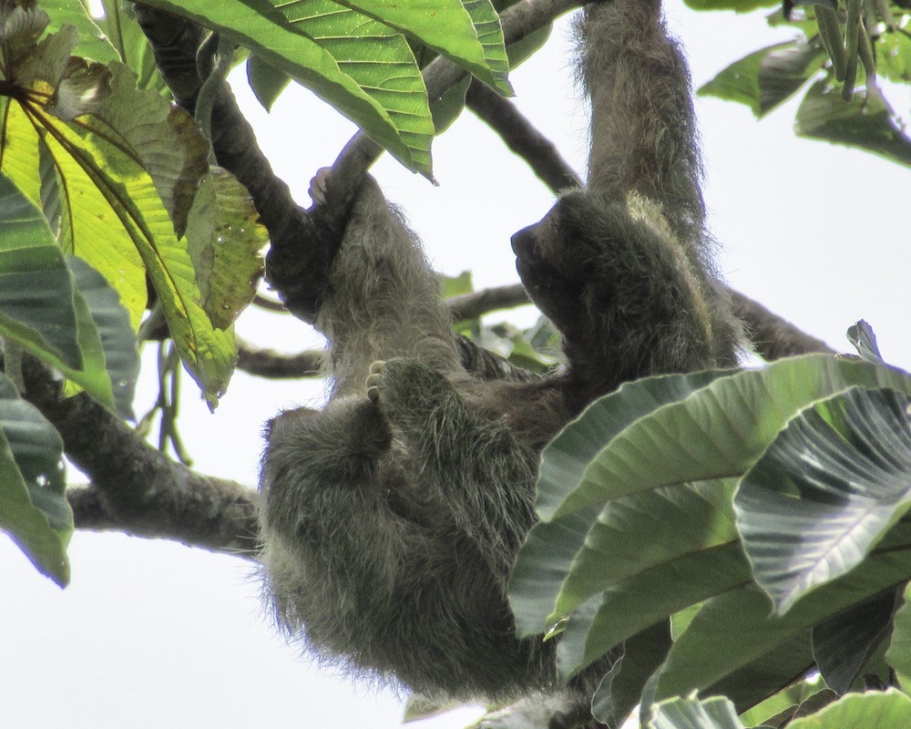 Sloth at Finca Verde Lodge