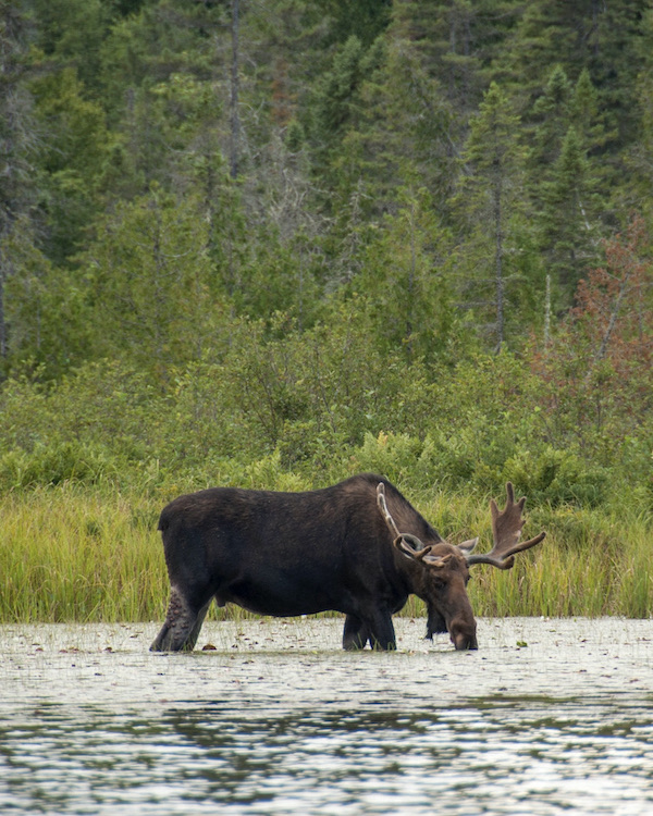 Moose spotted in Algonquin Park in summer