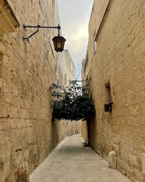 Mdina street with bush Malta