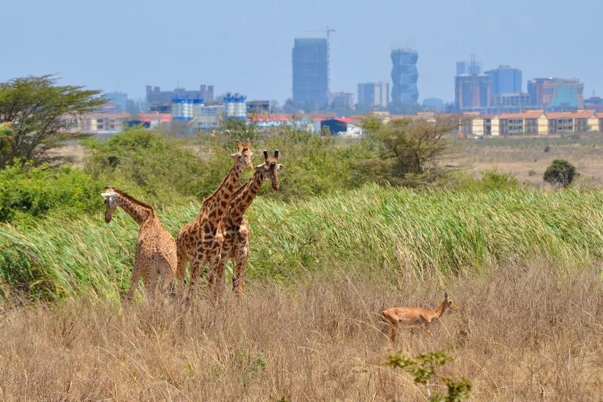 3 Giraffes and an impala standing in tall grasses with skyscrapers behind in Nairobi National Park - a must with one day in Nairobi