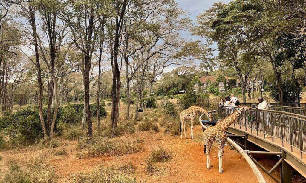 2 Giraffes peering up to a raised platform with people standing and feeding the giraffes with Giraffe Manor in background and trees framing