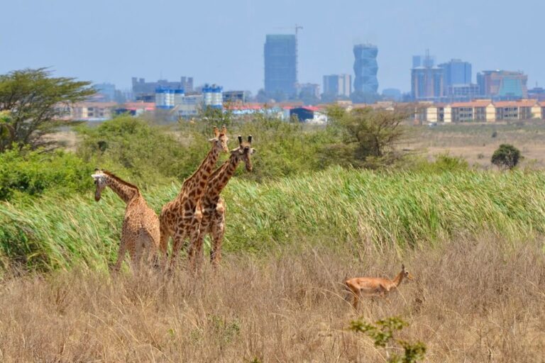 3 Giraffes and an impala standing in tall grasses with skyscrapers behind in Nairobi National Park - a must with one day in Nairobi