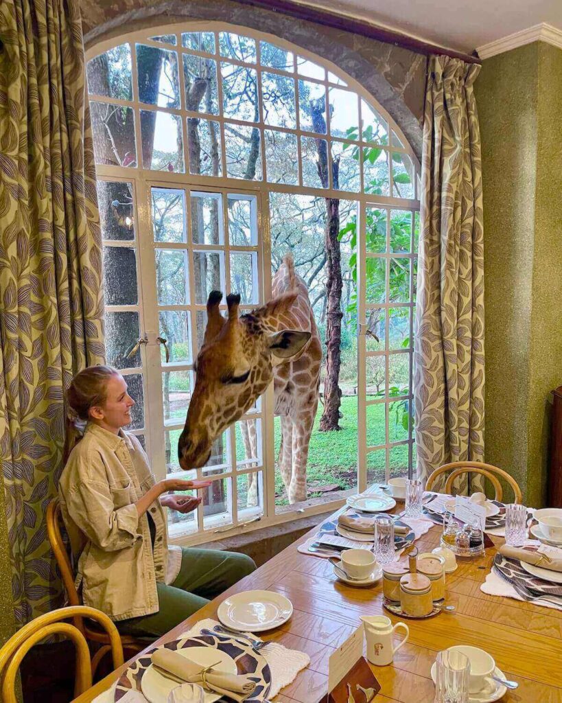 Samantha sitting at breakfast table with giraffe leaning through window who is eating from her hands and she is looking at the giraffe and smiling